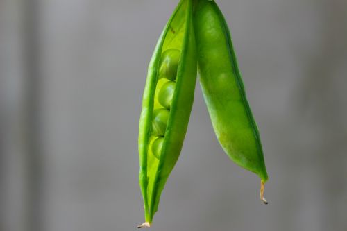 peas pods green