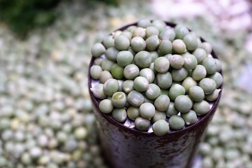 peas  green  bio