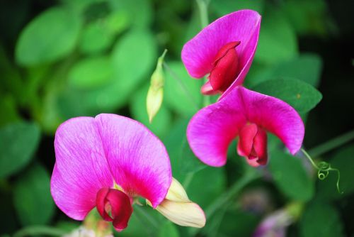 peas flowers mauve