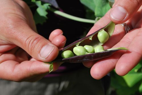 peas harvest food