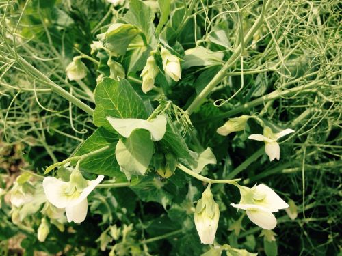 peas flower green