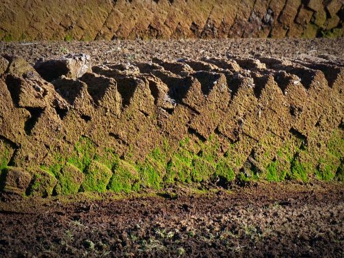 peat potting soil