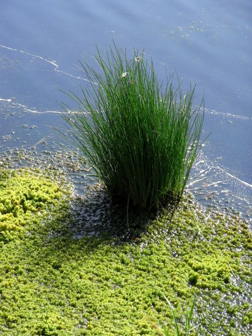 peat moss renaturation rush