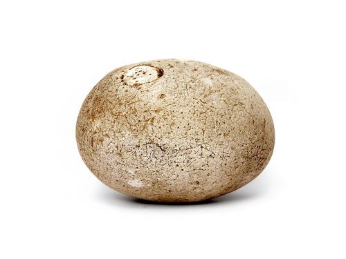 pebble stone cobble