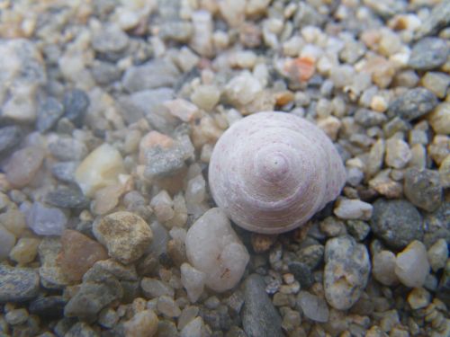 pebble shell water