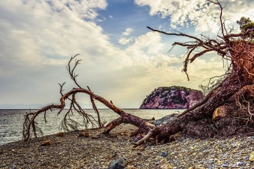 pebble beach wild fallen tree