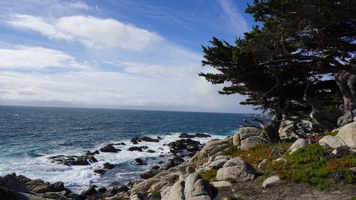 pebble beach  california  cypress