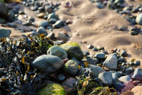 pebbles seaweed beach