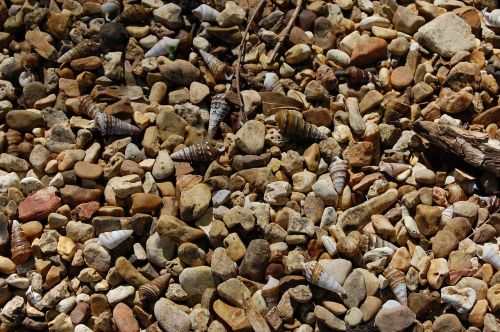 pebbles shells shore