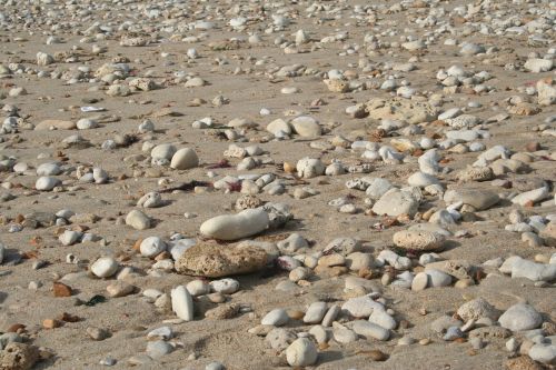 pebbles shells beach