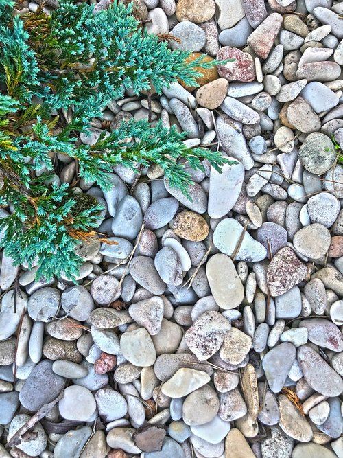 pebbles  spruce  stones