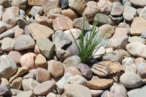 pebbles rocks weed