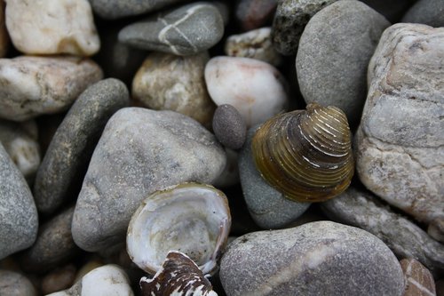 pebbles  river shell  closeup