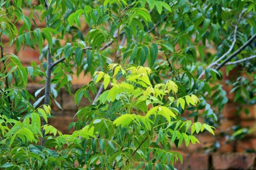 Pecan Nut Leaves In Contrast