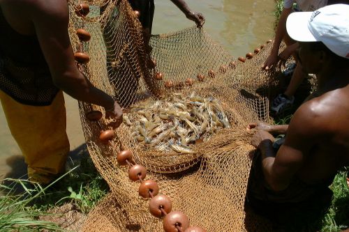 Fishing For Crayfish