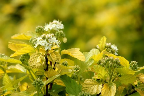 pęcherznica kalinolistna  bush  flowering