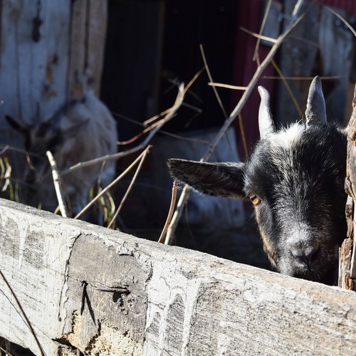 peek-a-boo  goat  pygmy