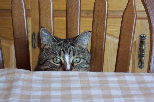 Peek A Boo Cat&#039;s Eyes
