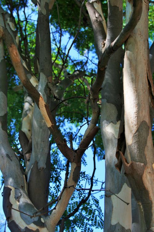 Peeling Bark On Branches