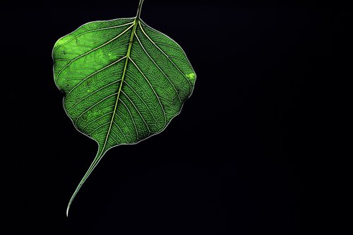 peepal  leaf  green