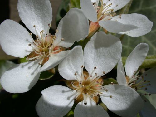 peer blossom spring