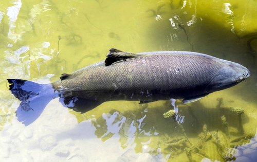 peixe tropical  tambaqui  agua