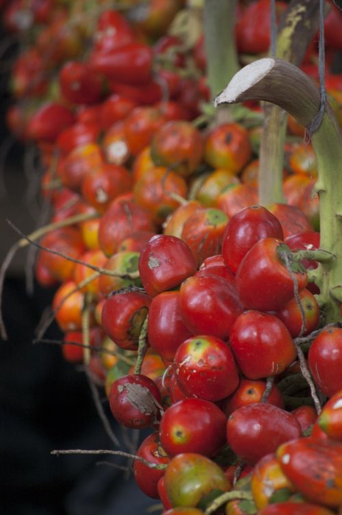 pejibaye red fruit tropical