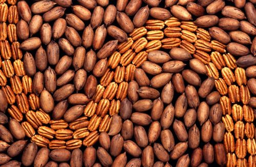 pekanuesse nuts walnut crop