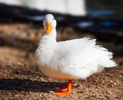 pekin duck  long island duck  portrait