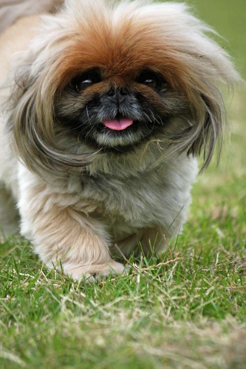 pekingese dog cute