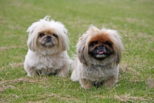 pekingese dogs cute