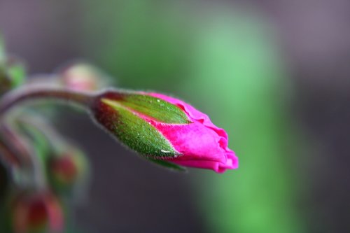 pelargonium  engelse geraniums  bud