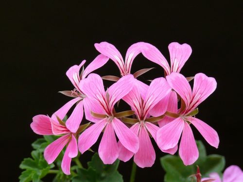 pelargonium bloom flower