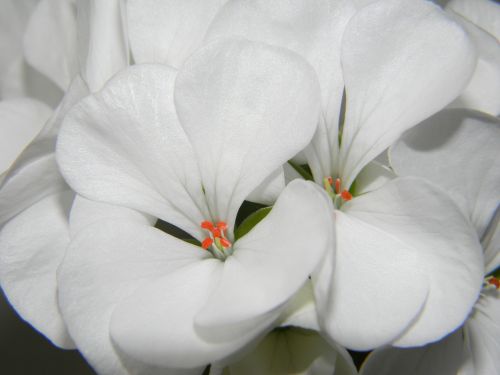 pelargonium white flower