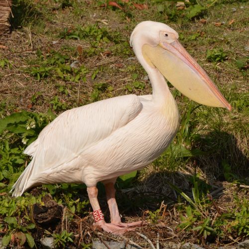pelican animal bird