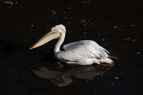 pelican bird white