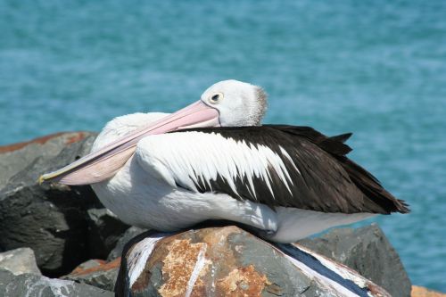 pelican sydney australia australia