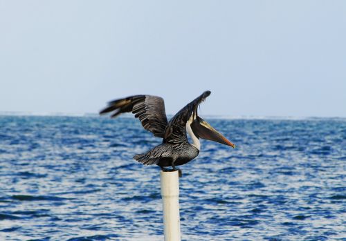 pelican belize bird