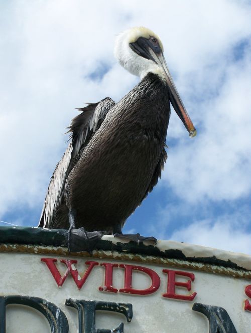 pelican bird nature