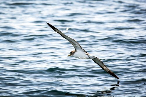 seagull gull water