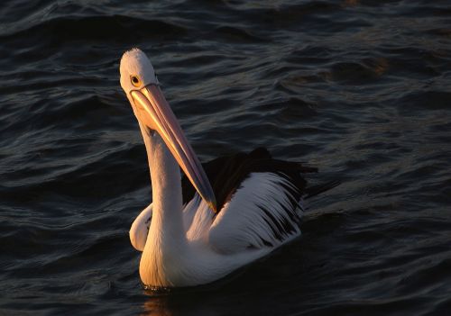 pelican beak water