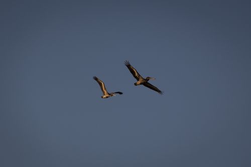 pelican bird fly