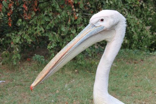 pelican bird zoo