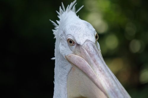 pelican bird animal