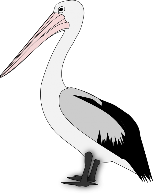 pelican bird animal