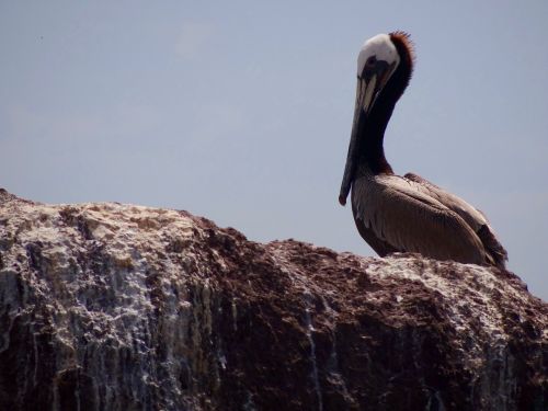 pelican sea bird beach