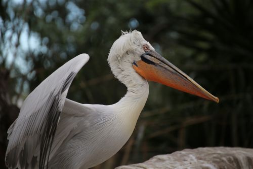 pelican zoo ave