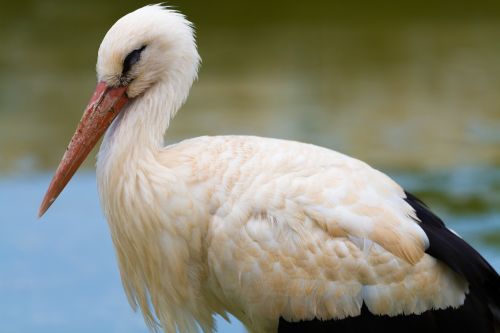 pelican birds nature