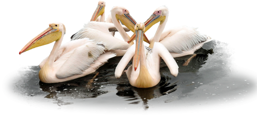 pelican bird wild