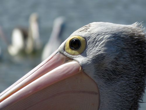 pelican portrait eye